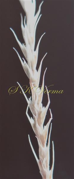  Raceme bearing spikelets